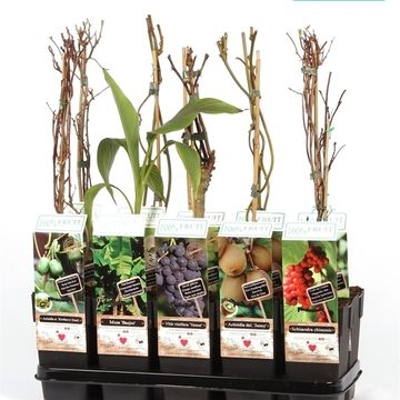 Plantas frutíferas MIX