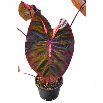 Colocasia 'Hybrid Purana'