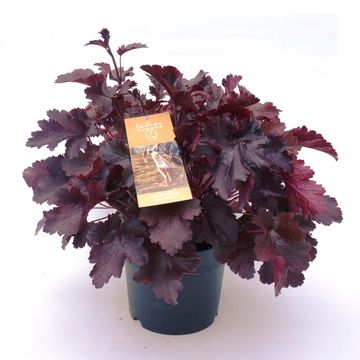 Heuchera 'Black Beauty'