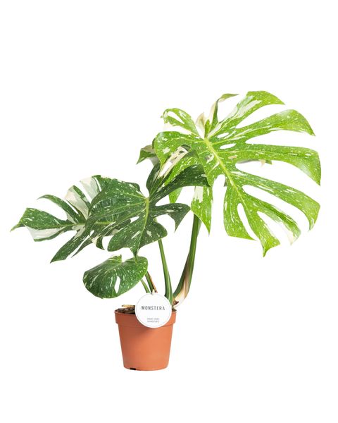 Monstera 'Thai Constellation'