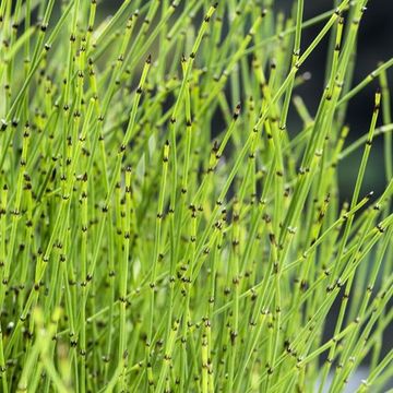 Equisetum scirpoides
