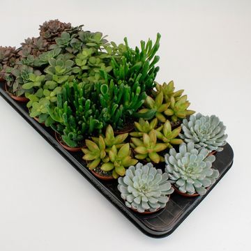 Succulente MIX