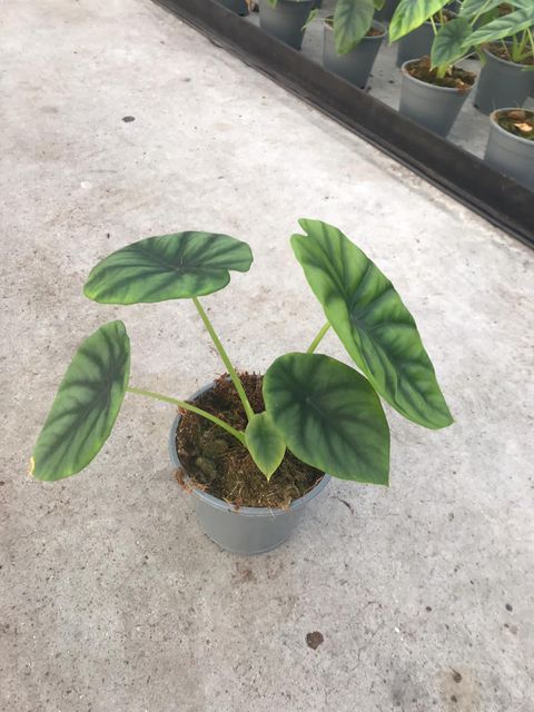 Alocasia clypeolata 'Green Shield'