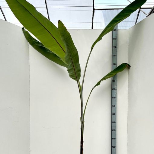 Musa nagensium