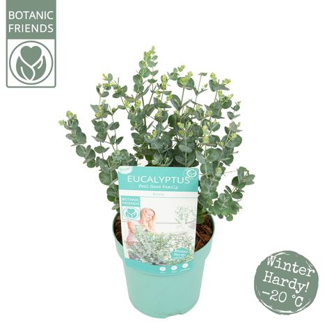 Eucalyptus gunnii AZURA