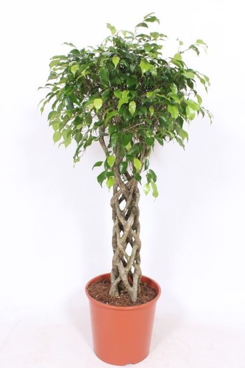 Ficus benjamina 'Exotica'