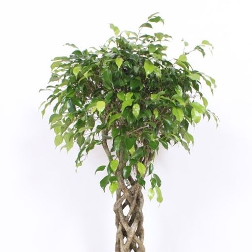 Ficus benjamina 'Экзотика'