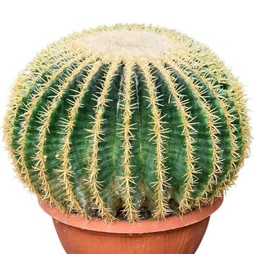 Echinocactus grusonii intermedius