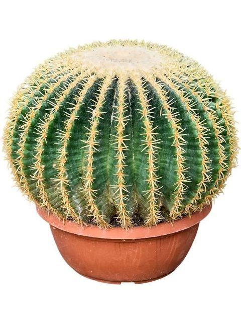 Echinocactus grusonii intermedius