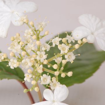 Viburnum plicatum KILIMANDJARO