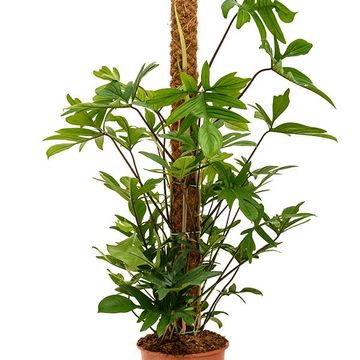 Philodendron pedatum