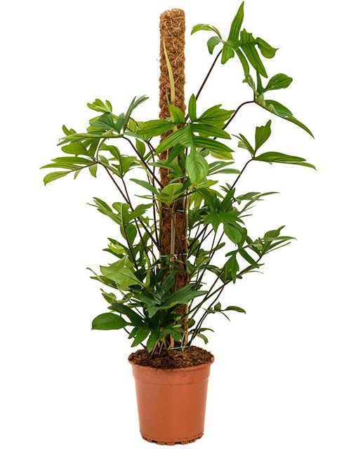 Philodendron pedatum
