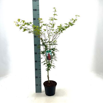 Acer palmatum 'Silhouette'