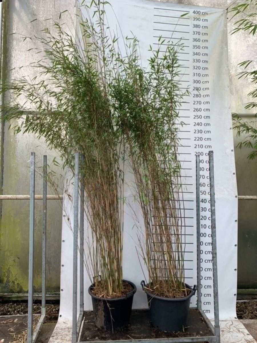 Fargesia 'Obelisk'  Plant Wholesale FlorAccess