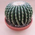 Echinocactus grusonii nudum