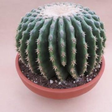 Echinocactus grusonii nudum