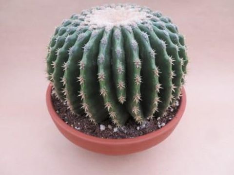 Echinocactus grusonii nudum