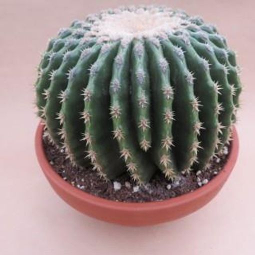 Echinocactus grusonii nudum