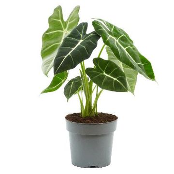 Alocasia micholitziana 'Frydek'