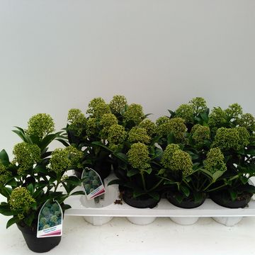 Skimmia japonica 'Fragrant Cloud'