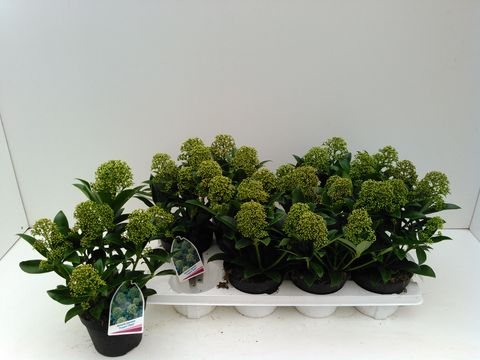 Skimmia japonica 'Fragrant Cloud'