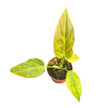 Filodendron corsinianum