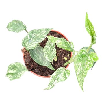 Epipremnum 'Domino'
