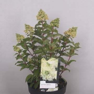 Hydrangea paniculata MAGICAL MONT BLANC