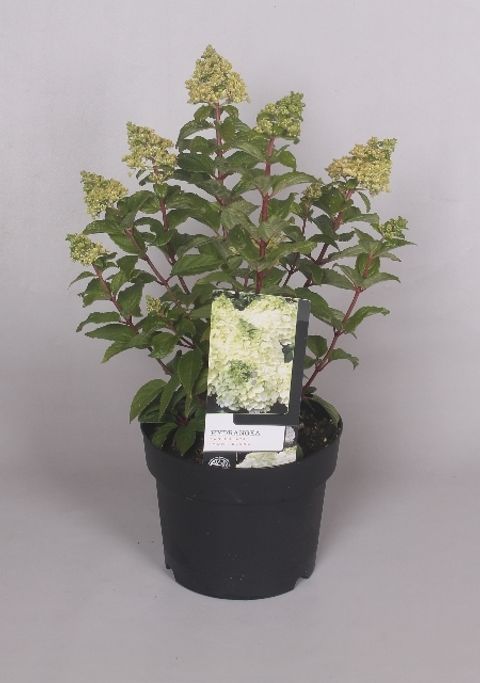 Hydrangea paniculata MAGICAL MONT BLANC