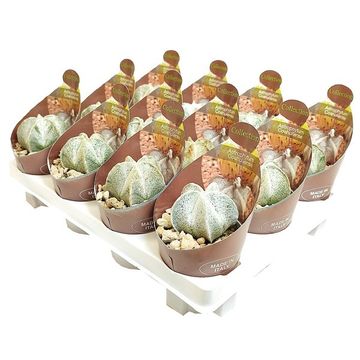 Astrophytum coahuilense