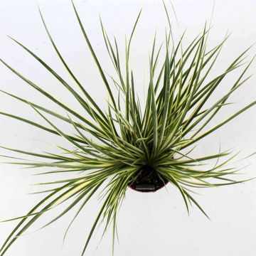 Acorus calamus 'Variegatus'