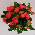 Euphorbia 'Vulcanus'