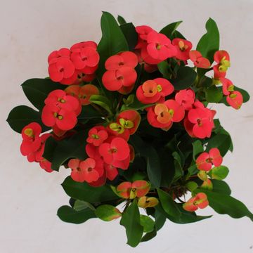 Euphorbia 'Vulcanus'