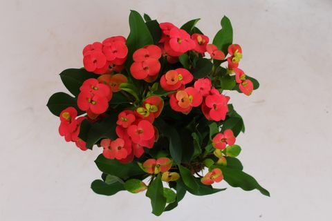 Euphorbia 'Vulcanus'
