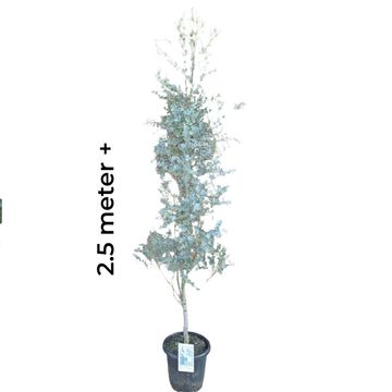 Eucalyptus gunnii AZURA