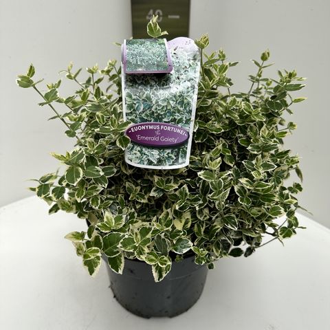 Euonymus fortunei 'Emerald Gaiety' — Plant Wholesale FlorAccess