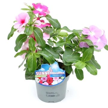 Catharanthus roseus MIX IN POT