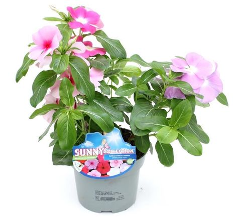 Catharanthus roseus MIX IN POT