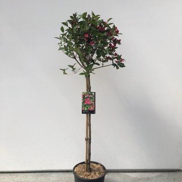 Weigela 'Red Prince'