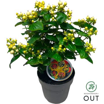 Hypericum MIRACLE BLIZZ
