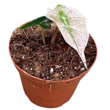 Alocasia 'Polly Variegata'
