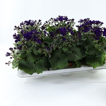 Pericallis MANDALA PURPLE