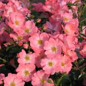 Rosa PINK BLANKET (About Plants Zundert BV)