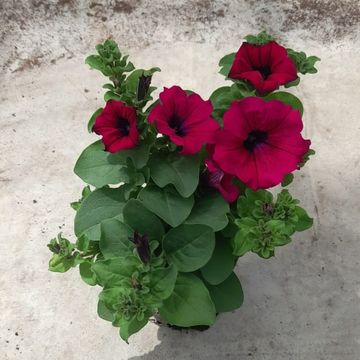 Petunia ALPE TUNIA DARK PURPLE