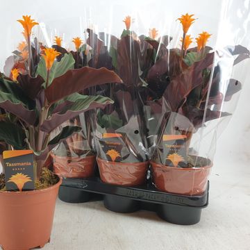 Calathea crocata TASSMINIA