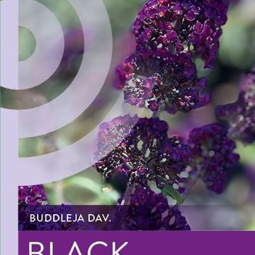 Buddleja davidii 'Black Knight'