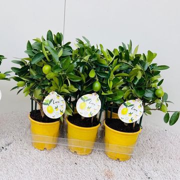 x Citrofortunella floridana 'Eustis'