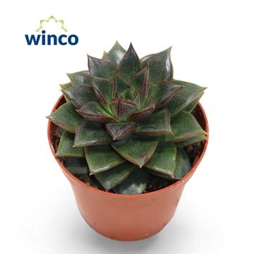 Echeveria 'Purpurea'