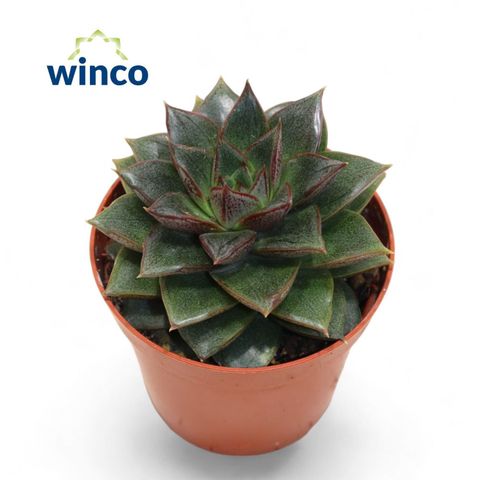 Echeveria 'Purpurea'
