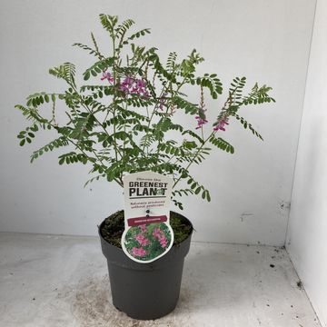 Indigofera heterantha